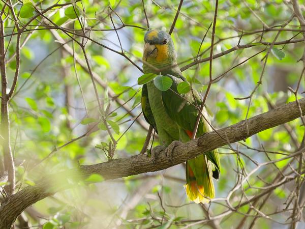 Oranjevleugelamazone (Amazona amazonica)